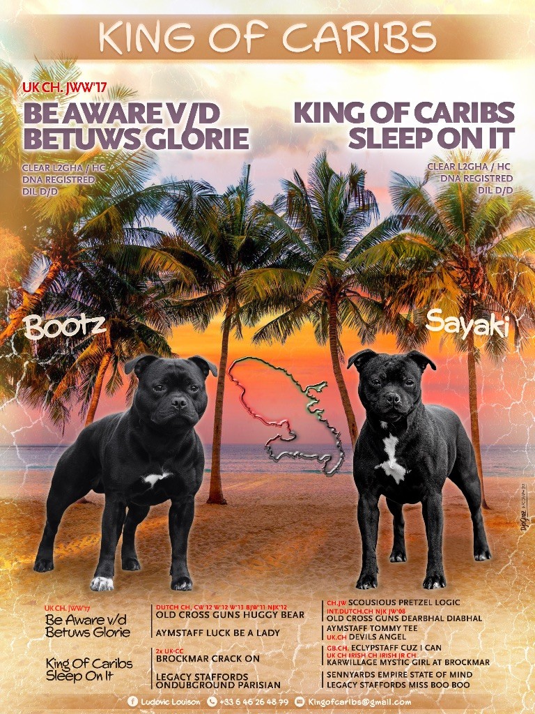 chiot Staffordshire Bull Terrier King Of Caribs