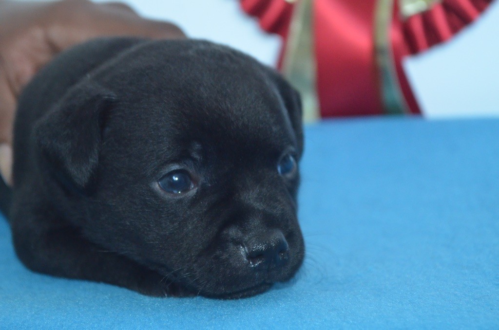 King Of Caribs - Chiot disponible  - Staffordshire Bull Terrier