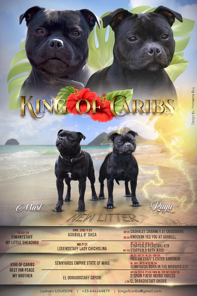 chiot Staffordshire Bull Terrier King Of Caribs