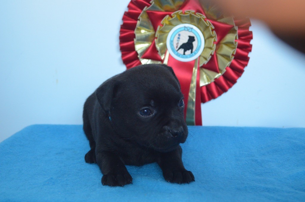 King Of Caribs - Chiot disponible  - Staffordshire Bull Terrier