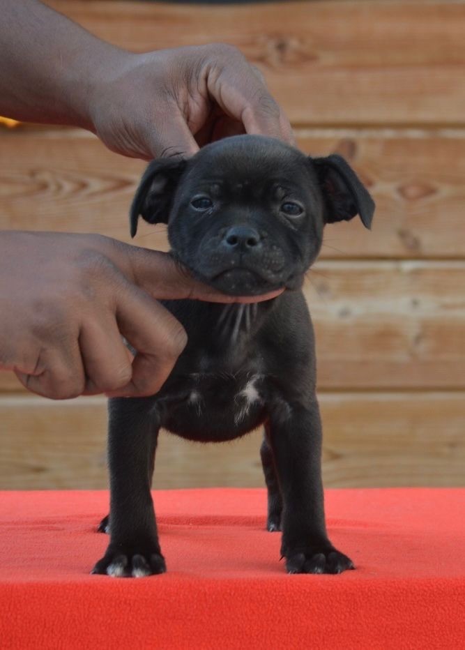 King Of Caribs - Chiot disponible  - Staffordshire Bull Terrier