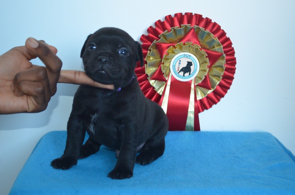 King Of Caribs - Chiot disponible  - Staffordshire Bull Terrier