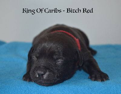 King Of Caribs Red