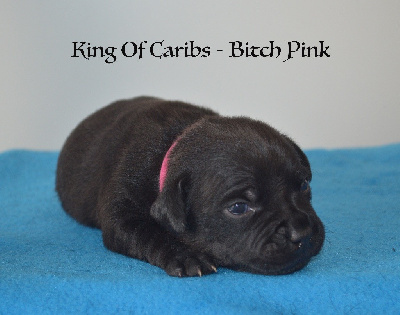 King Of Caribs Pink