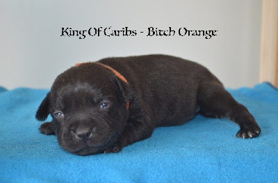 King Of Caribs Orange