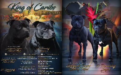 King Of Caribs - Staffordshire Bull Terrier - Portée née le 01/01/2019