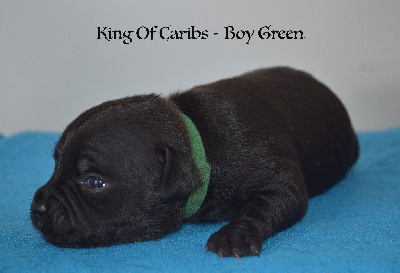 King Of Caribs Green