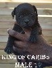 King Of Caribs - Bleu