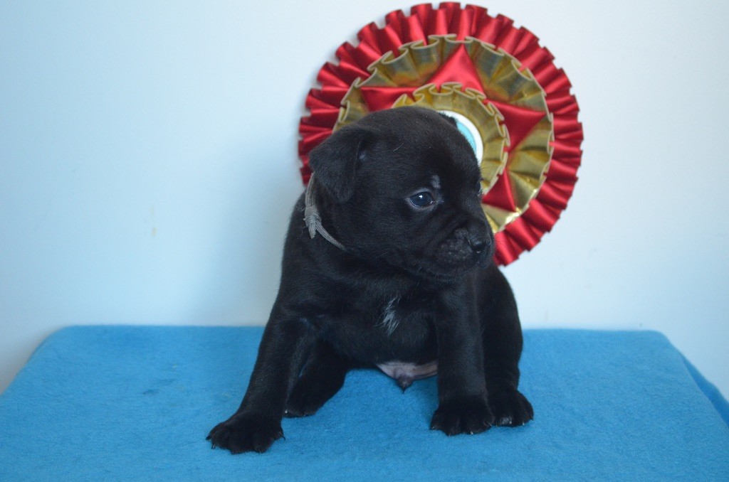 King Of Caribs - Chiot disponible  - Staffordshire Bull Terrier