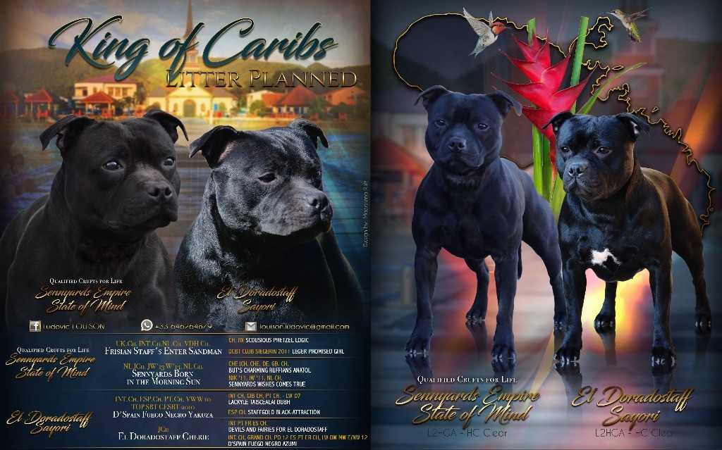 chiot Staffordshire Bull Terrier King Of Caribs