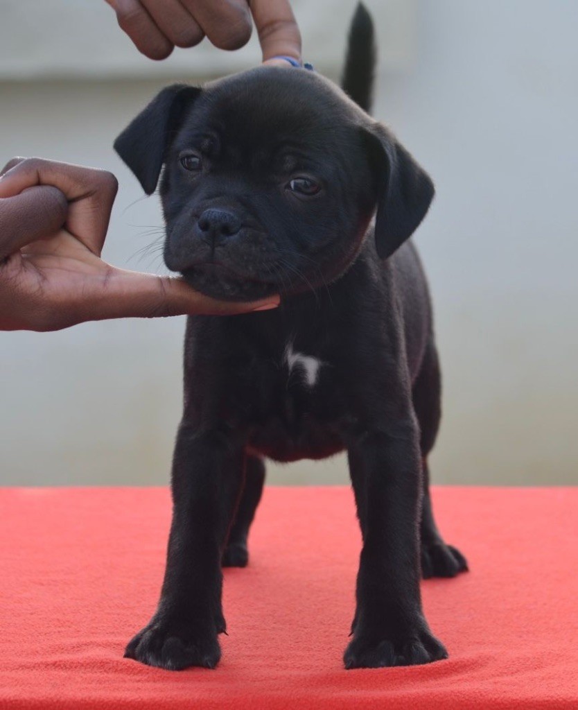 King Of Caribs - Chiot disponible  - Staffordshire Bull Terrier
