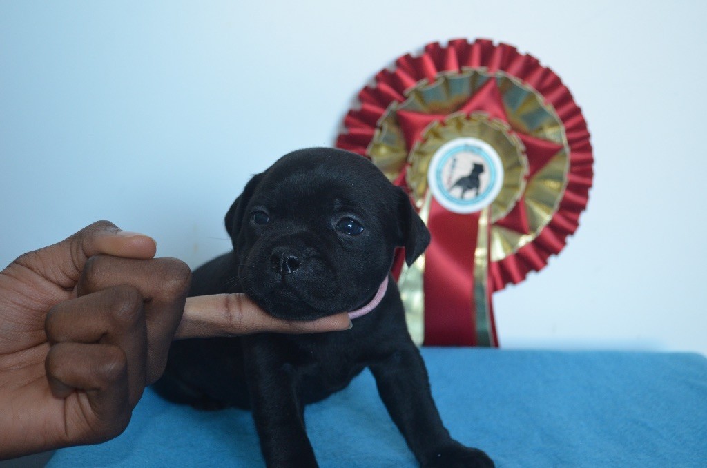 King Of Caribs - Chiot disponible  - Staffordshire Bull Terrier