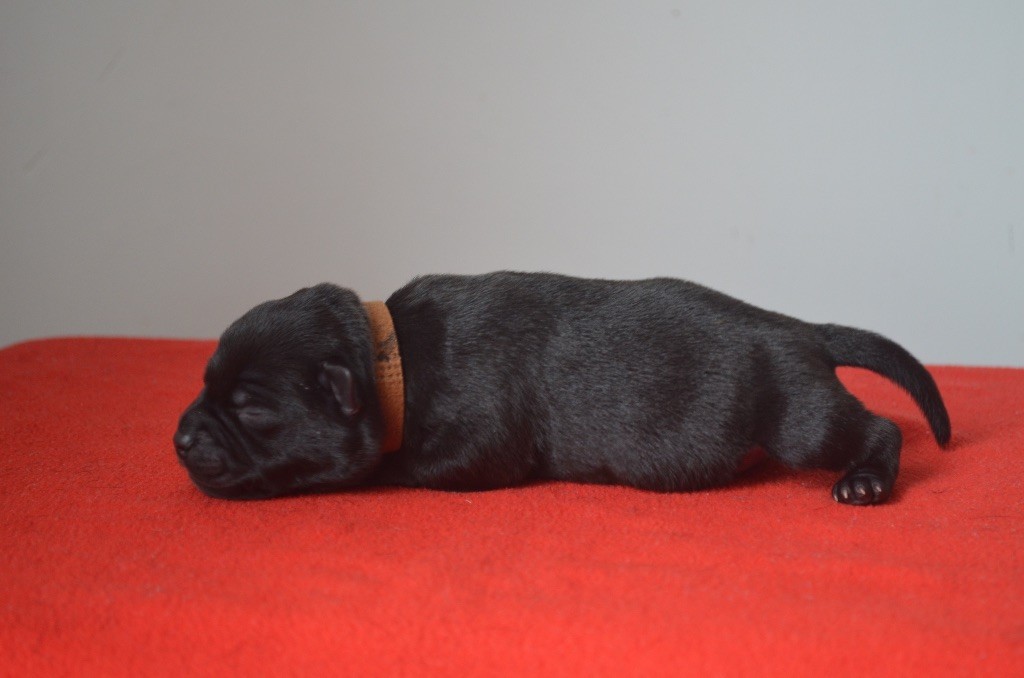King Of Caribs - Chiots disponibles - Staffordshire Bull Terrier