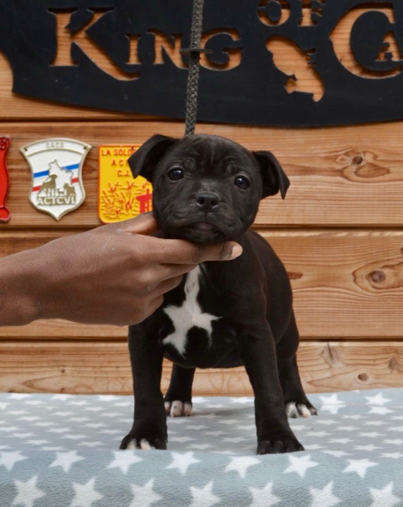 King Of Caribs - Chiots disponibles - Staffordshire Bull Terrier