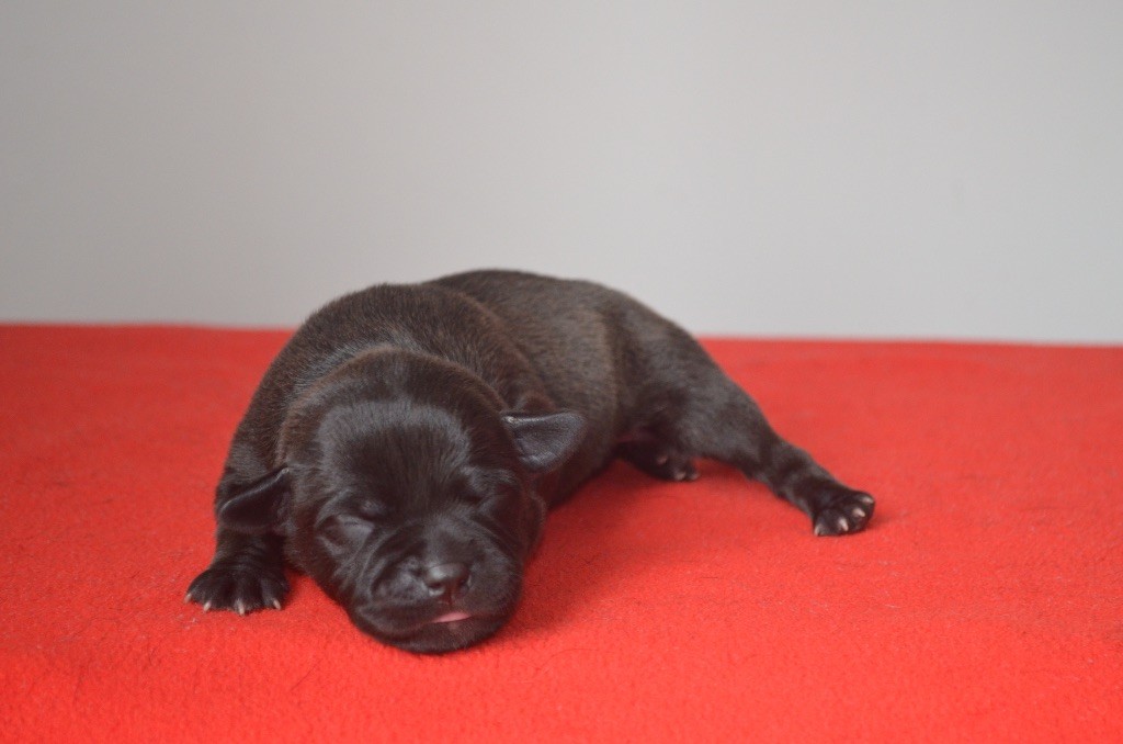 King Of Caribs - Chiots disponibles - Staffordshire Bull Terrier