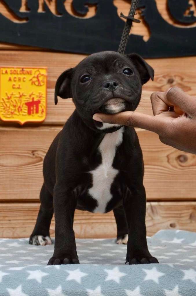 King Of Caribs - Chiots disponibles - Staffordshire Bull Terrier