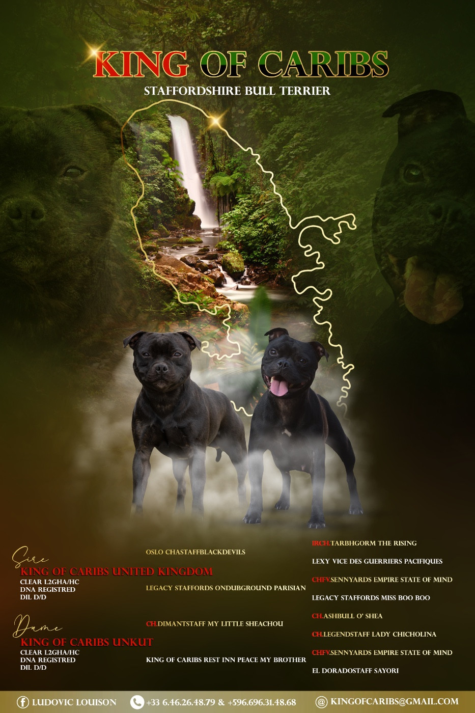 Chiot Staffordshire Bull Terrier King Of Caribs