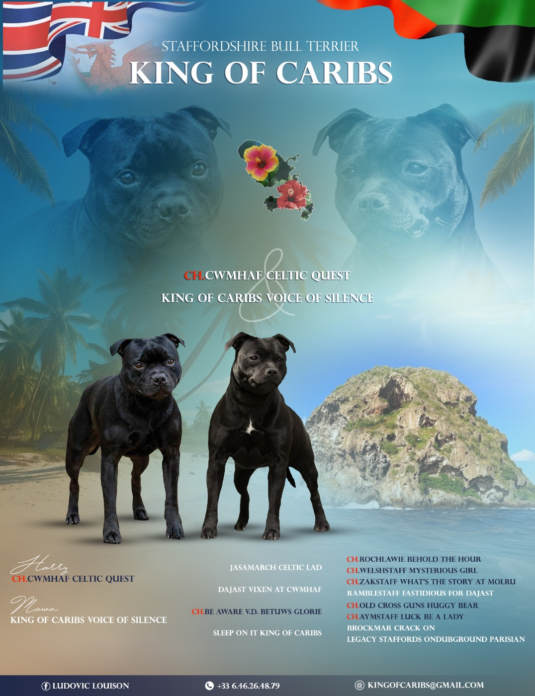 Chiot Staffordshire Bull Terrier King Of Caribs