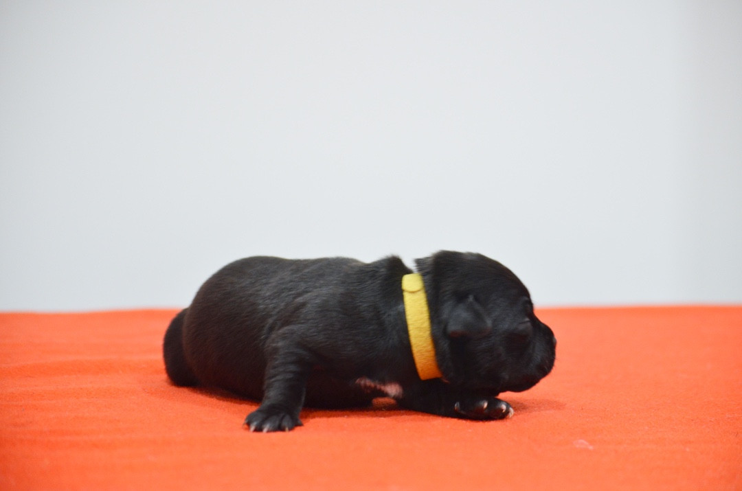 King Of Caribs - Chiots disponibles - Staffordshire Bull Terrier