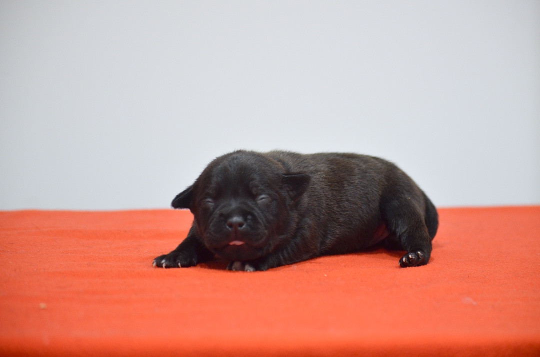 King Of Caribs - Chiots disponibles - Staffordshire Bull Terrier