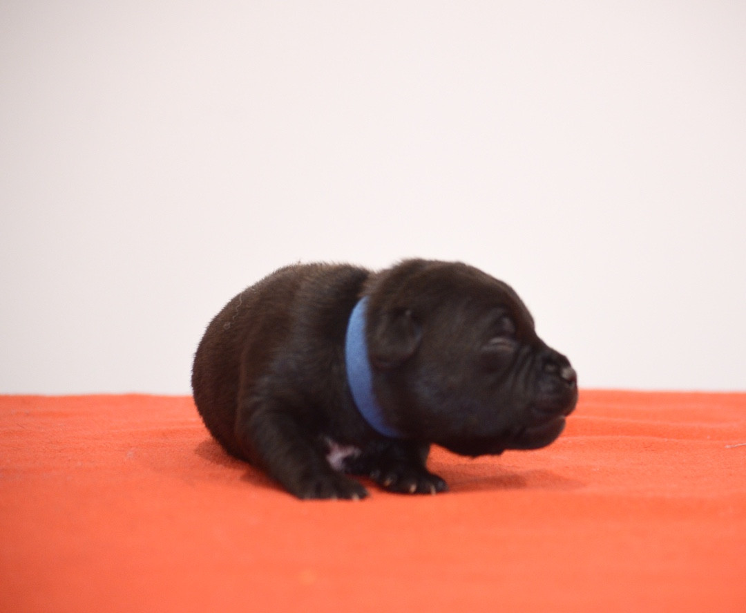 King Of Caribs - Chiots disponibles - Staffordshire Bull Terrier