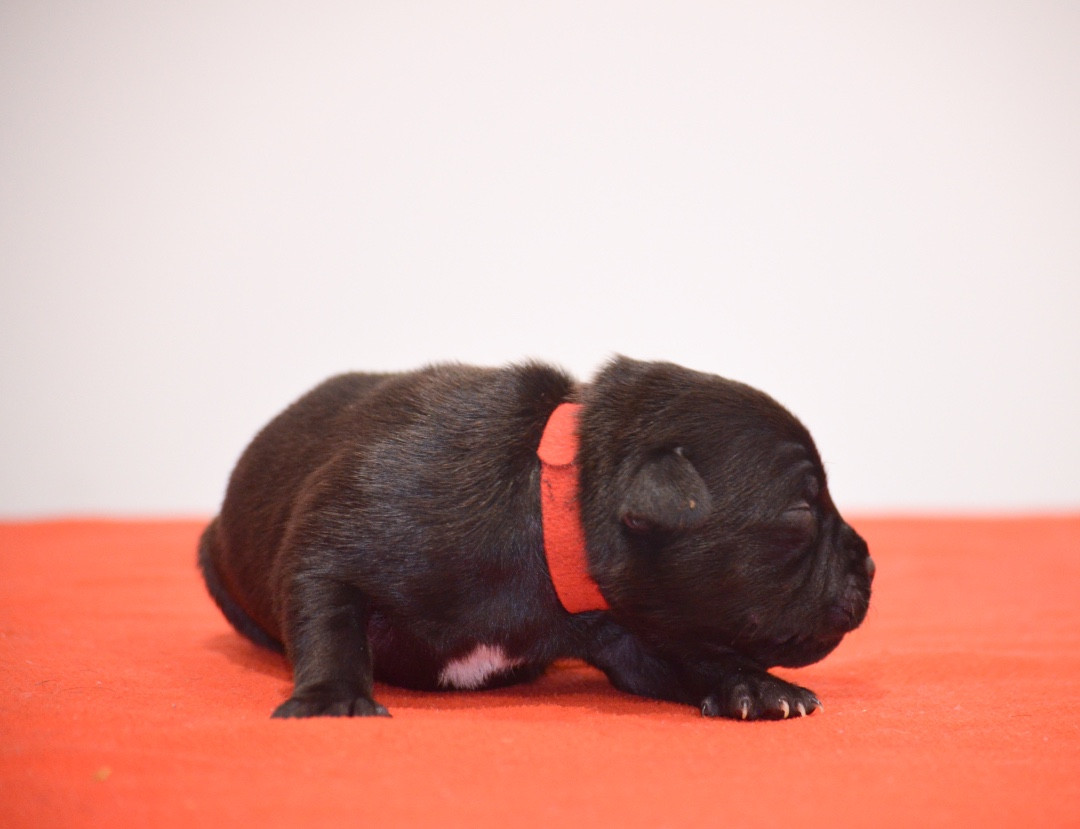 King Of Caribs - Chiots disponibles - Staffordshire Bull Terrier