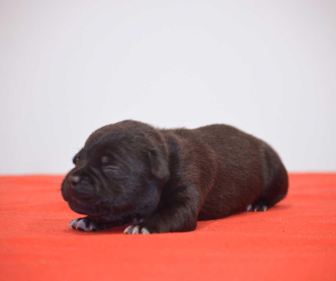 King Of Caribs - Chiots disponibles - Staffordshire Bull Terrier
