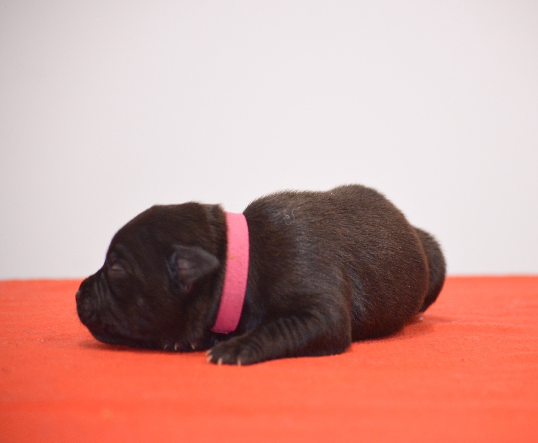 King Of Caribs - Chiots disponibles - Staffordshire Bull Terrier