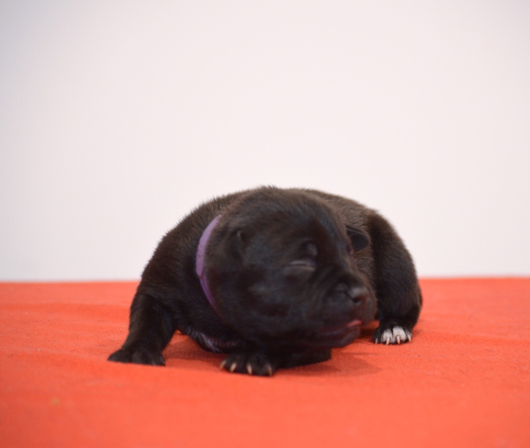 King Of Caribs - Chiots disponibles - Staffordshire Bull Terrier