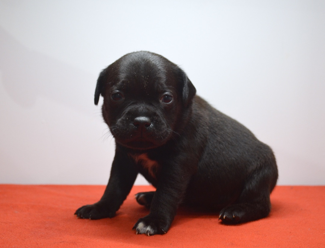 King Of Caribs - Chiots disponibles - Staffordshire Bull Terrier