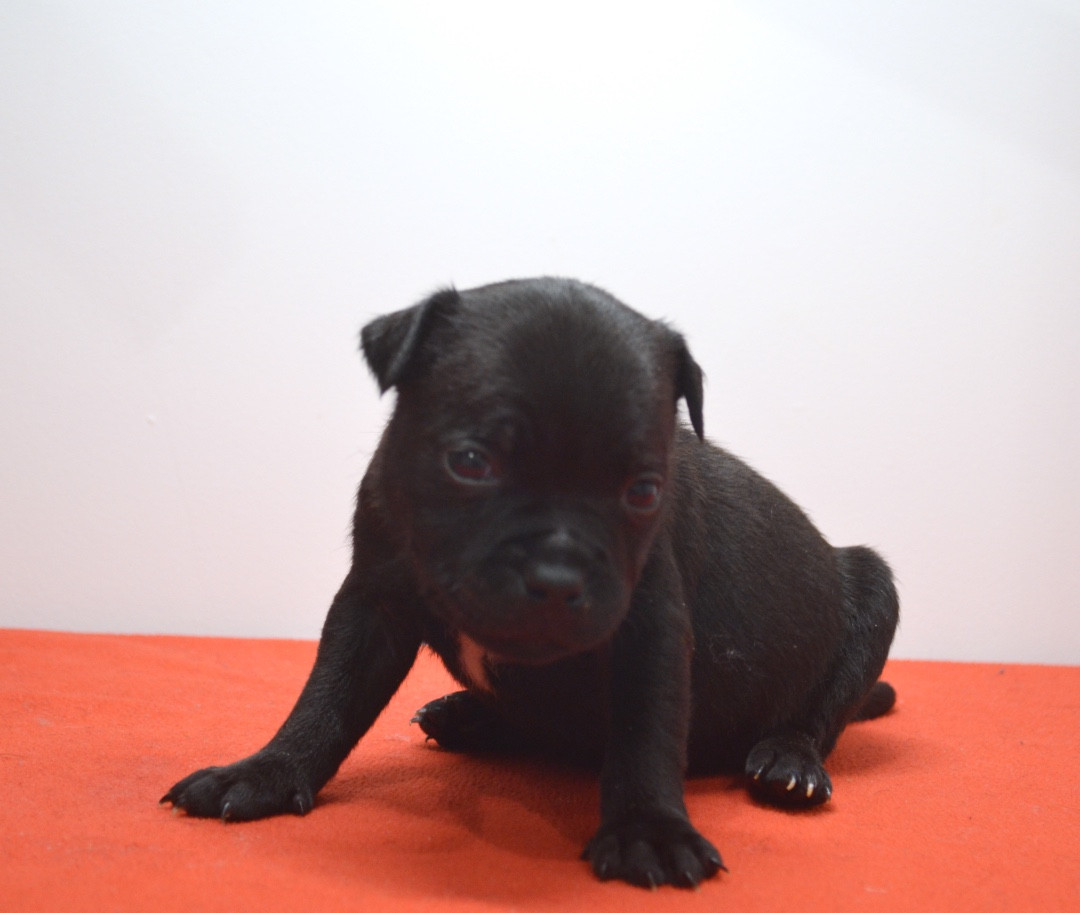 King Of Caribs - Chiots disponibles - Staffordshire Bull Terrier