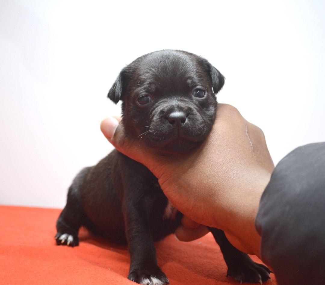 King Of Caribs - Chiots disponibles - Staffordshire Bull Terrier