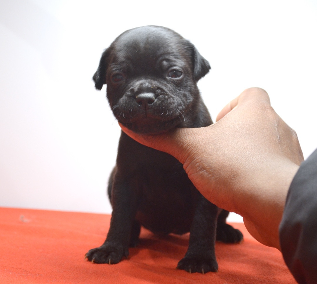King Of Caribs - Chiots disponibles - Staffordshire Bull Terrier