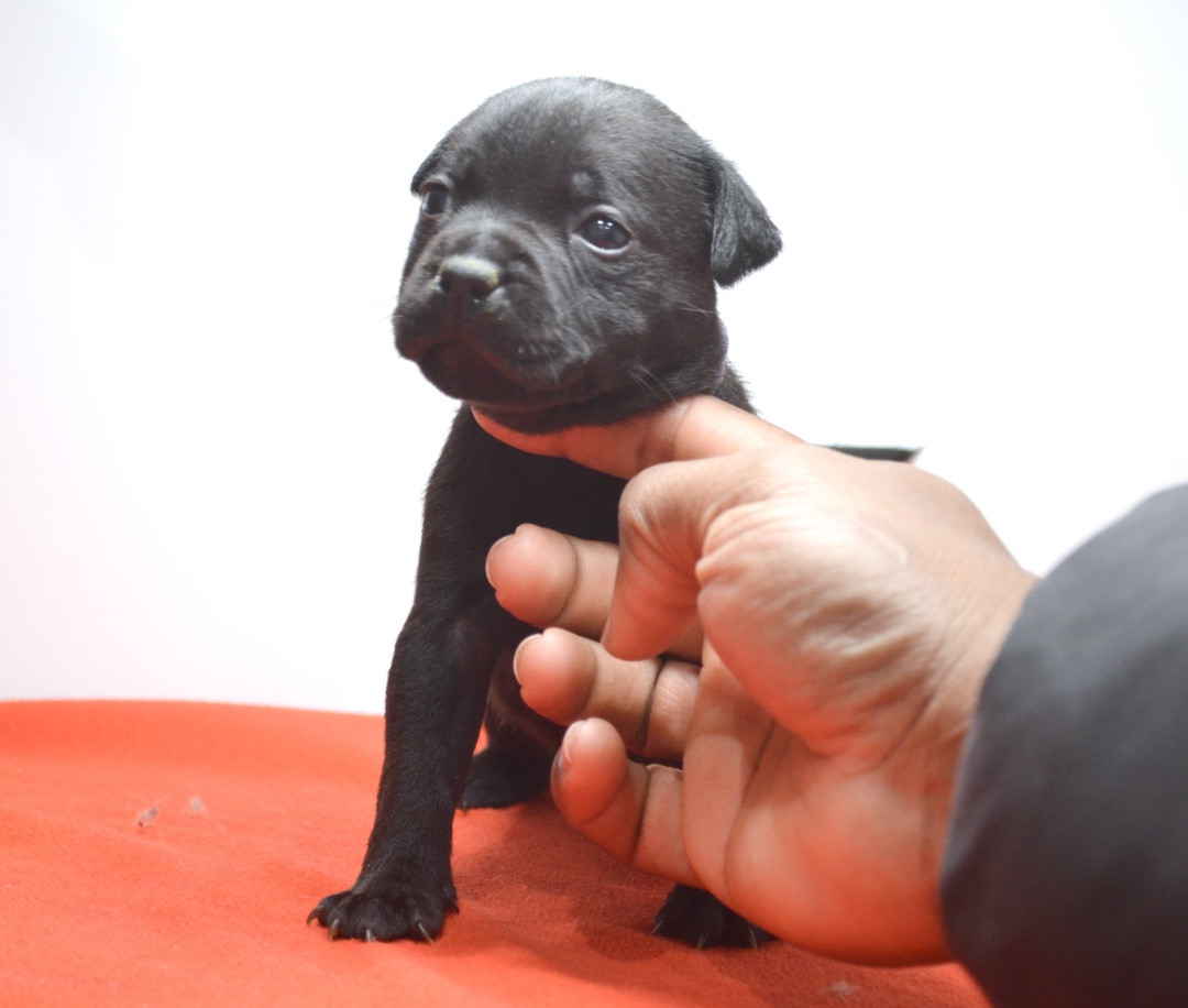 King Of Caribs - Chiots disponibles - Staffordshire Bull Terrier