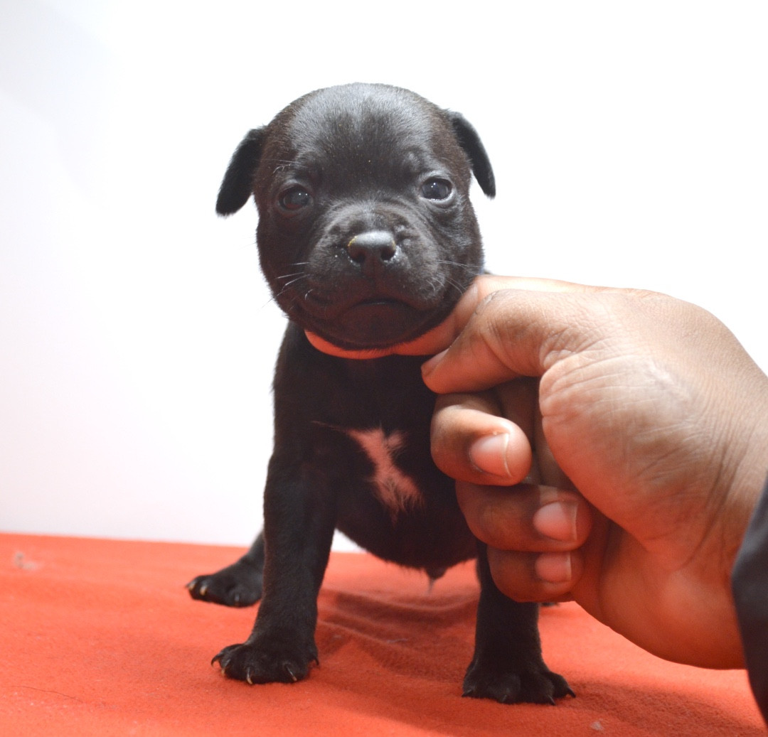 King Of Caribs - Chiots disponibles - Staffordshire Bull Terrier