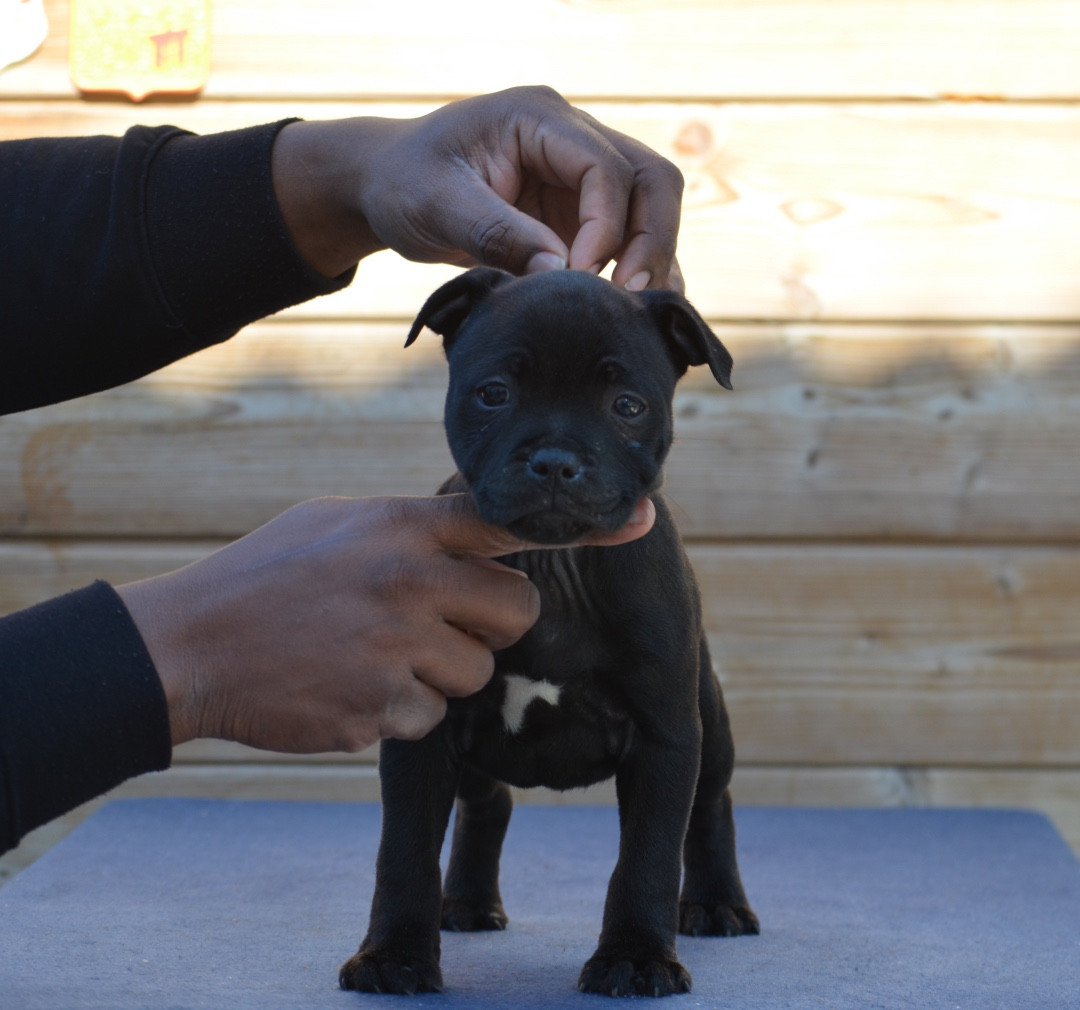 King Of Caribs - Chiots disponibles - Staffordshire Bull Terrier