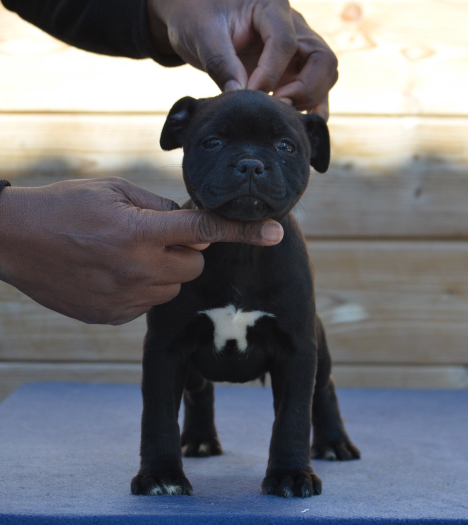 King Of Caribs - Chiots disponibles - Staffordshire Bull Terrier