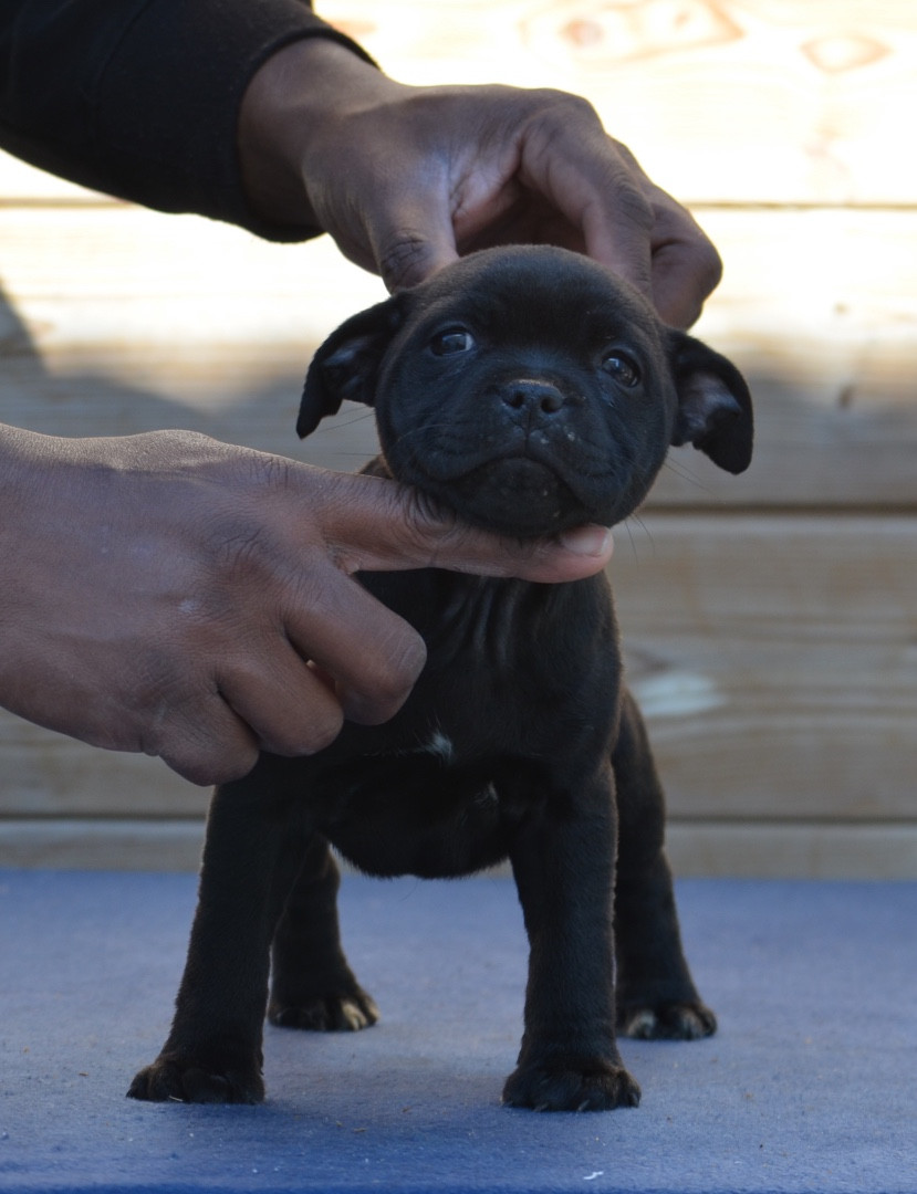 King Of Caribs - Chiots disponibles - Staffordshire Bull Terrier