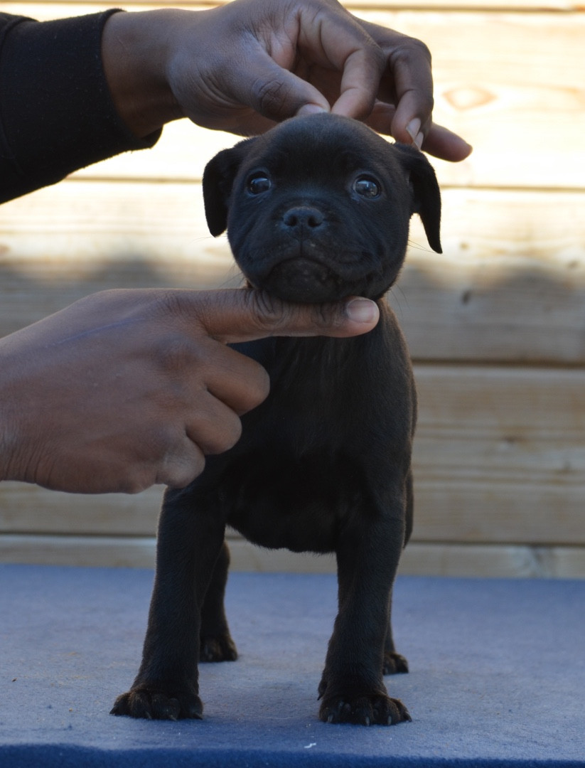 King Of Caribs - Chiots disponibles - Staffordshire Bull Terrier