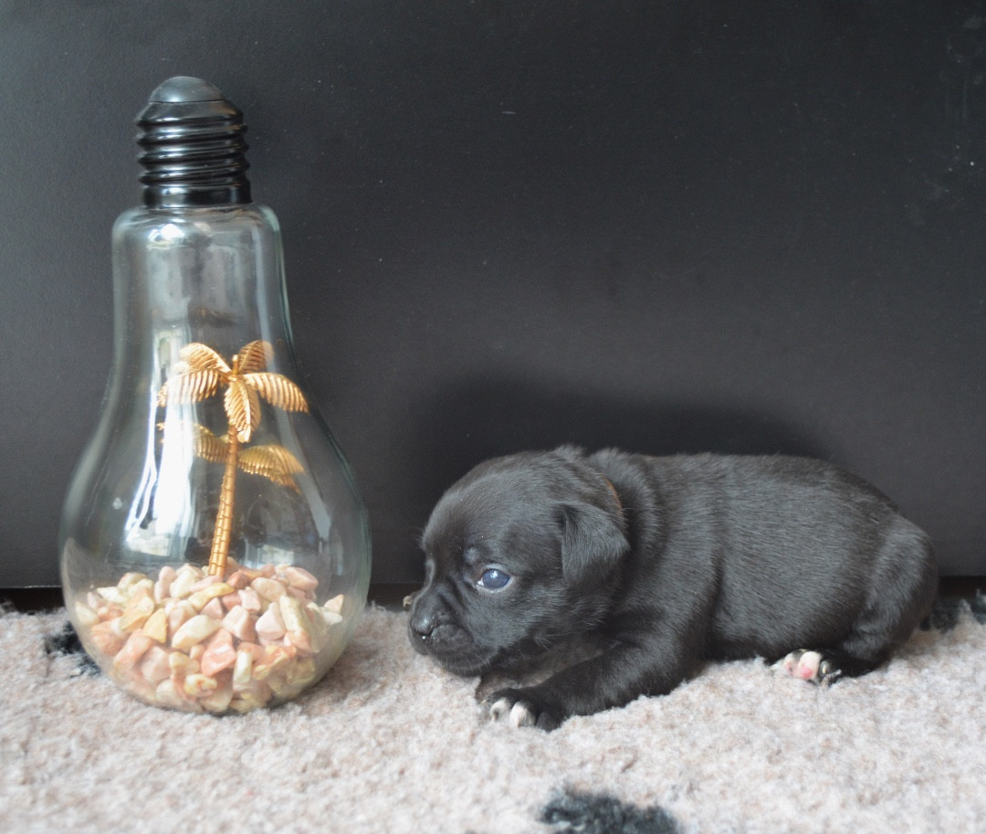 King Of Caribs - Chiots disponibles - Staffordshire Bull Terrier
