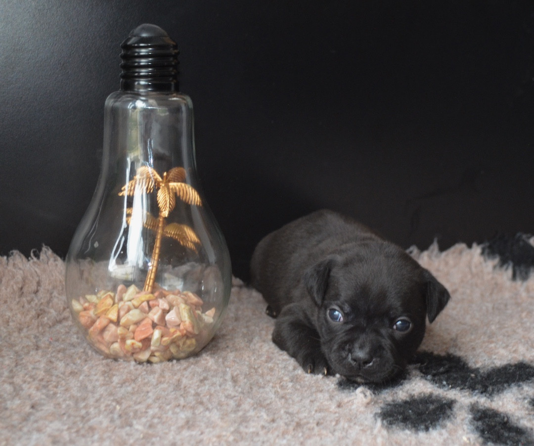 King Of Caribs - Chiots disponibles - Staffordshire Bull Terrier