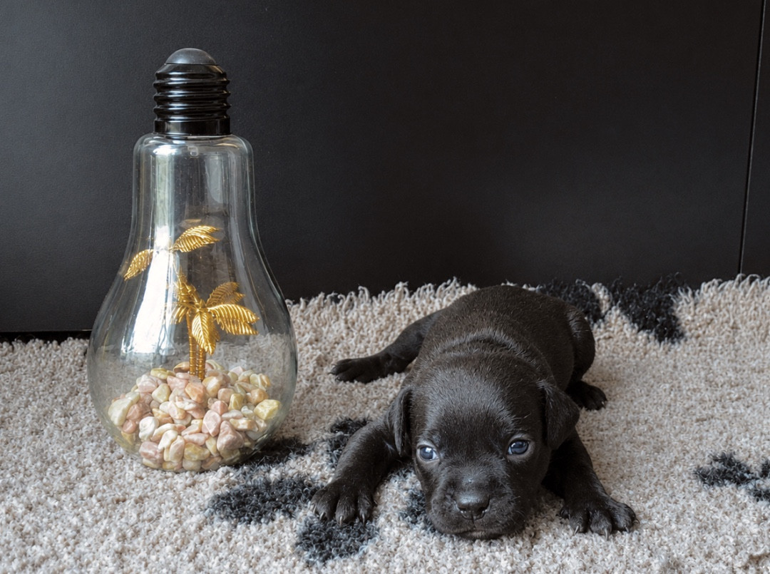 King Of Caribs - Chiots disponibles - Staffordshire Bull Terrier
