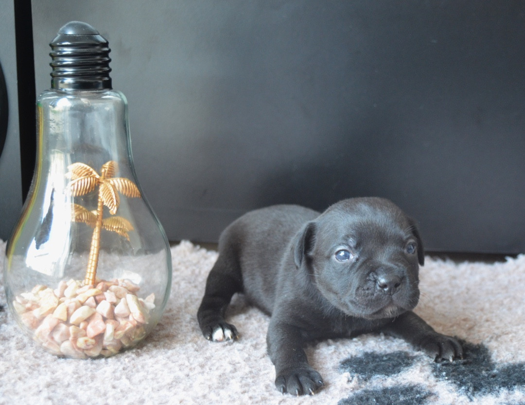 King Of Caribs - Chiots disponibles - Staffordshire Bull Terrier