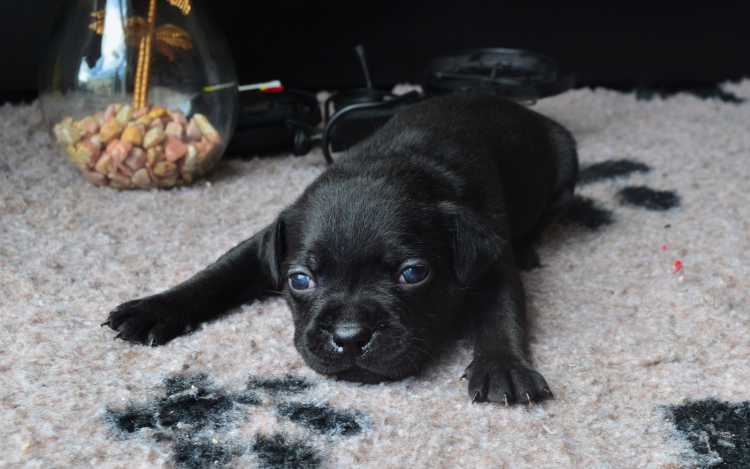 King Of Caribs - Chiots disponibles - Staffordshire Bull Terrier