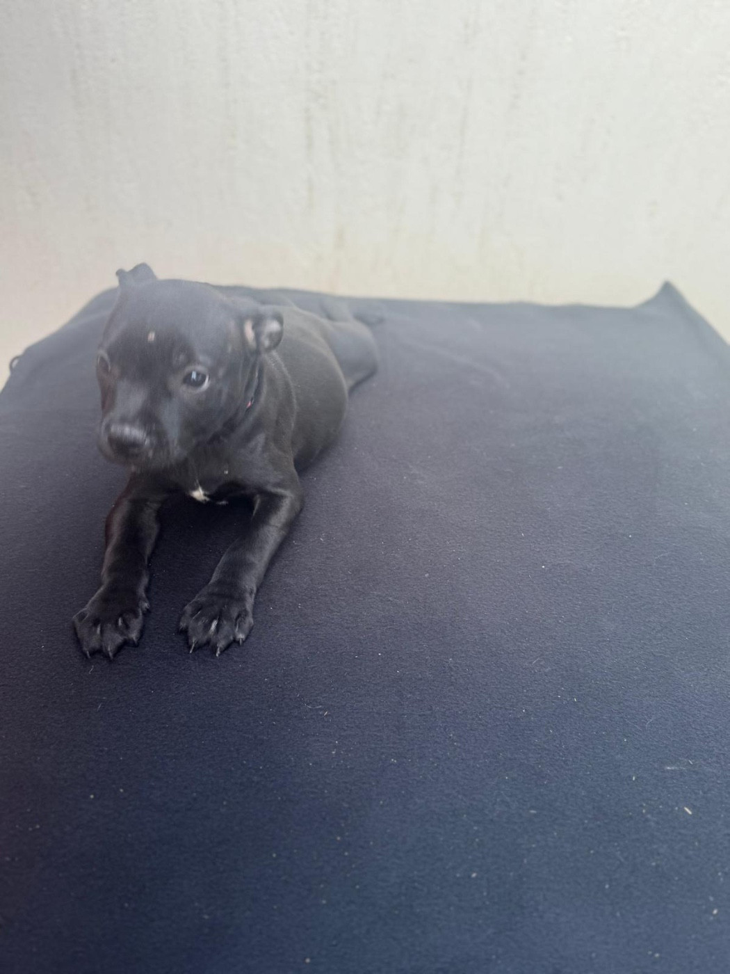 King Of Caribs - Chiots disponibles - Staffordshire Bull Terrier