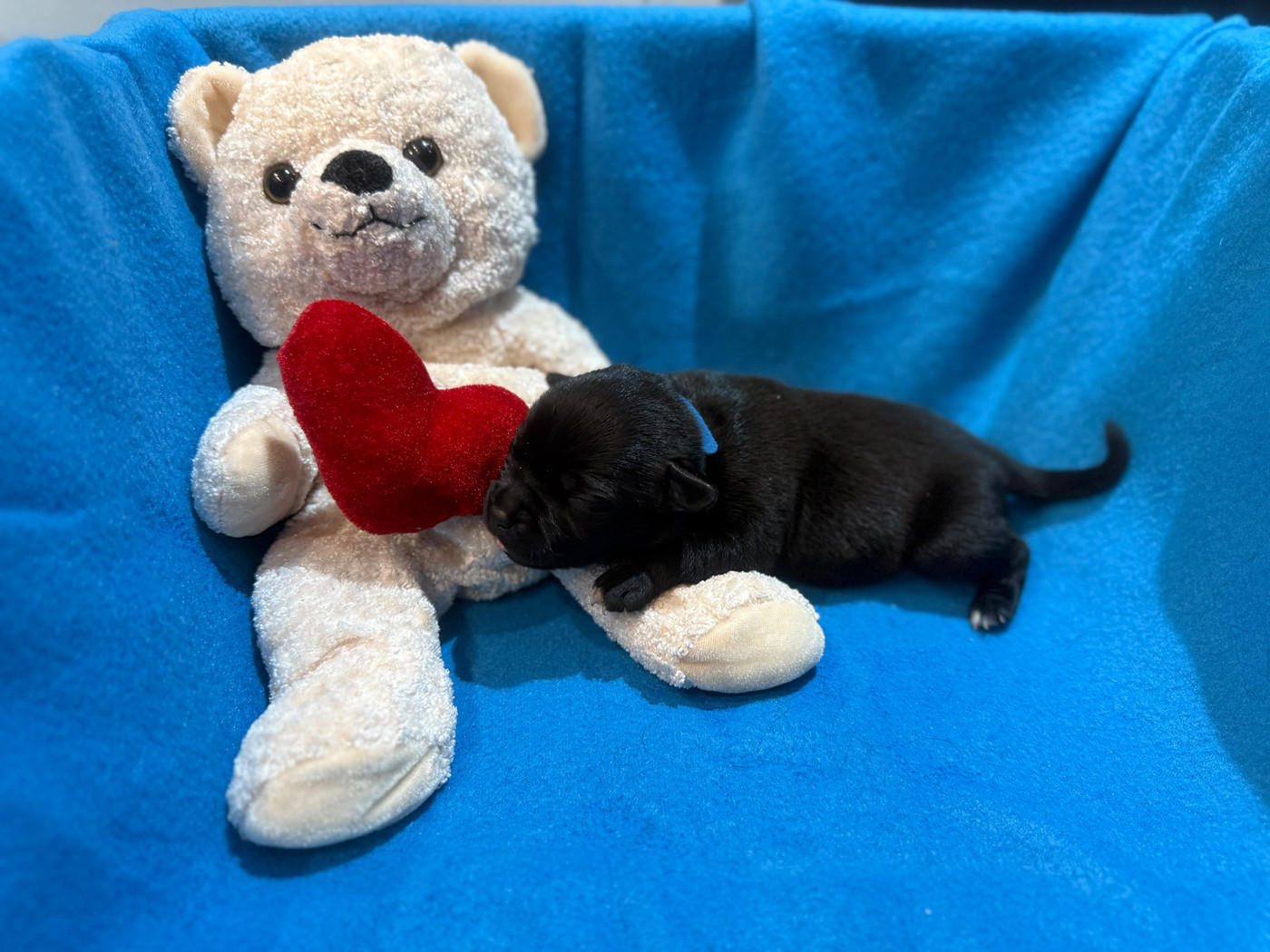 King Of Caribs - Chiots disponibles - Staffordshire Bull Terrier