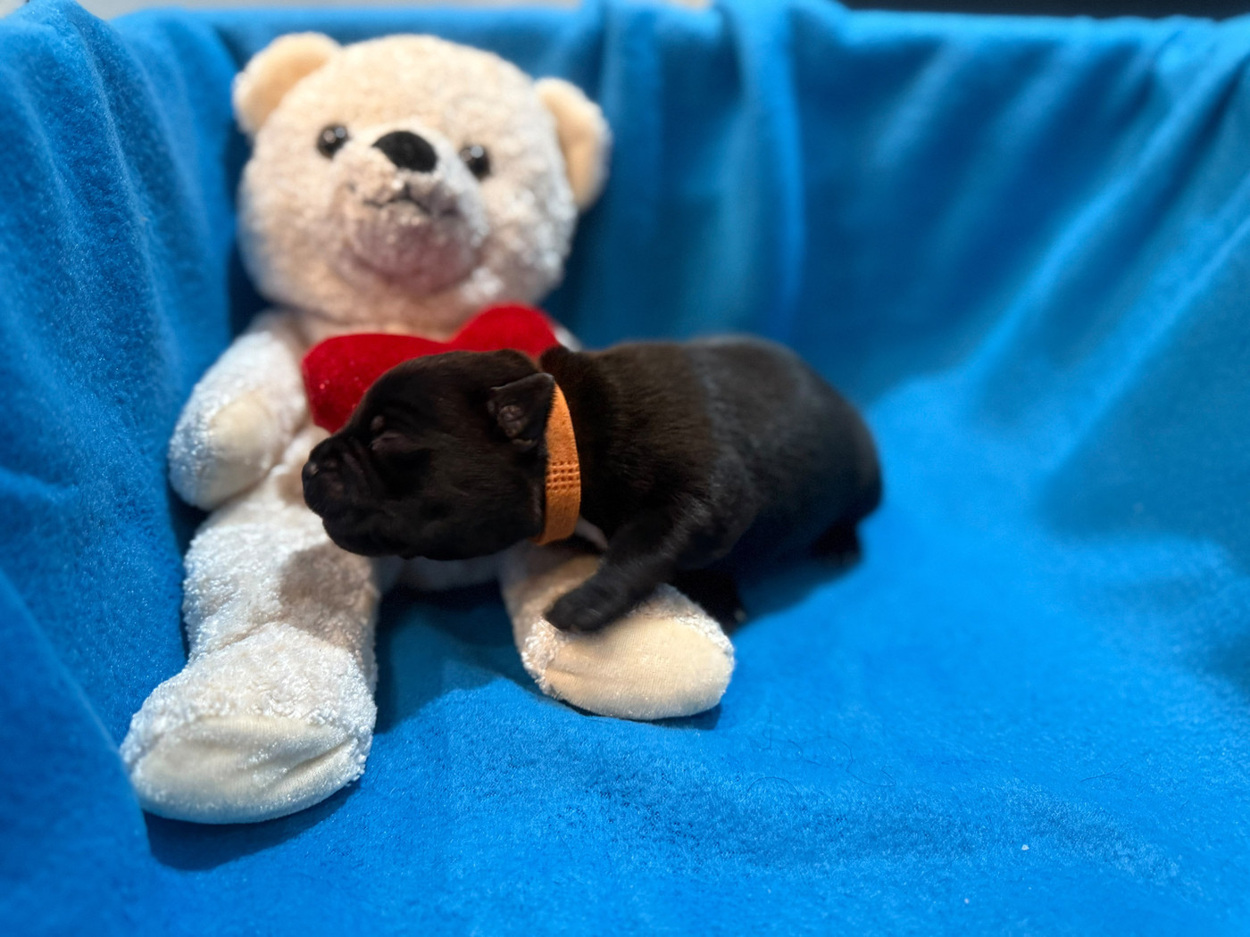 King Of Caribs - Chiots disponibles - Staffordshire Bull Terrier