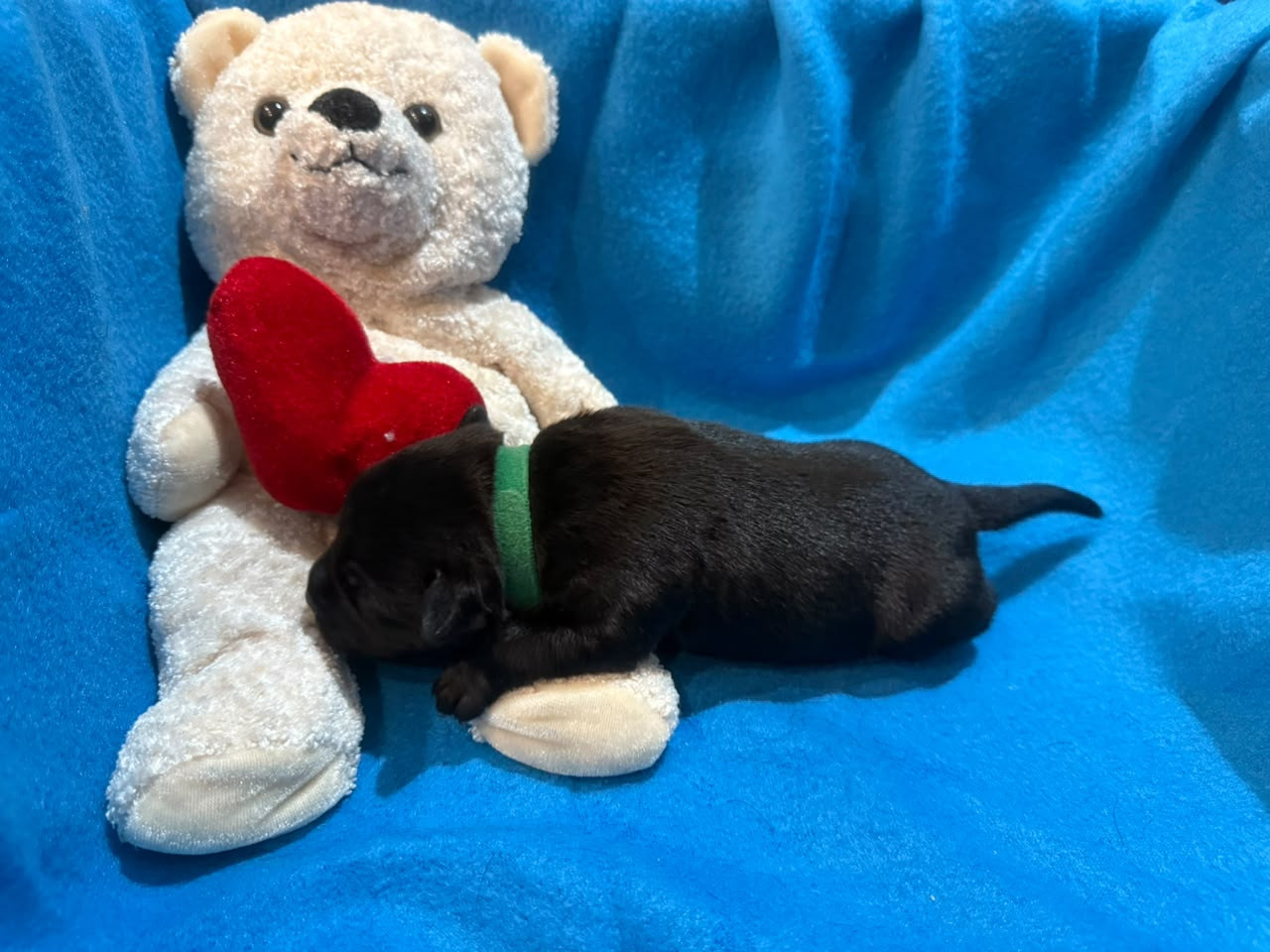 King Of Caribs - Chiots disponibles - Staffordshire Bull Terrier