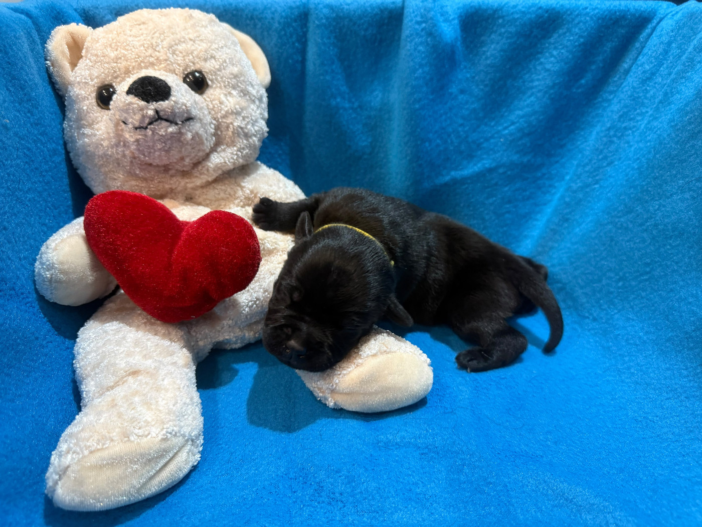 King Of Caribs - Chiots disponibles - Staffordshire Bull Terrier