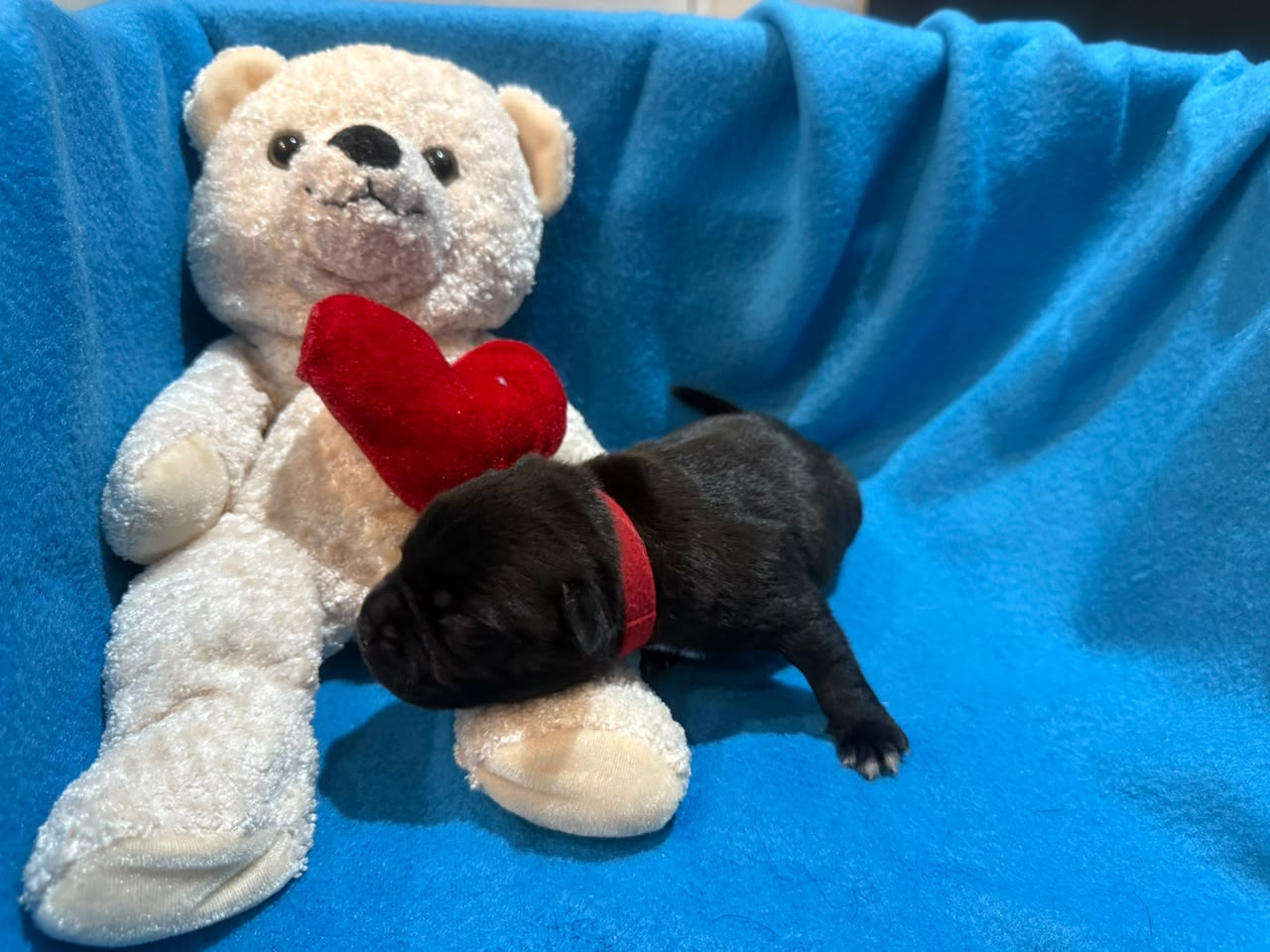 King Of Caribs - Chiots disponibles - Staffordshire Bull Terrier